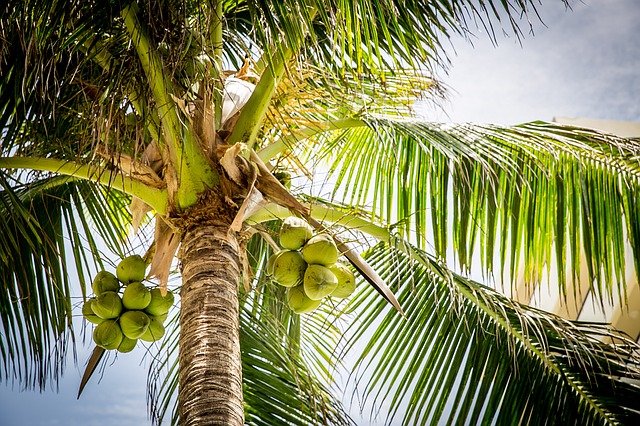 kokosové ořechy na palmě