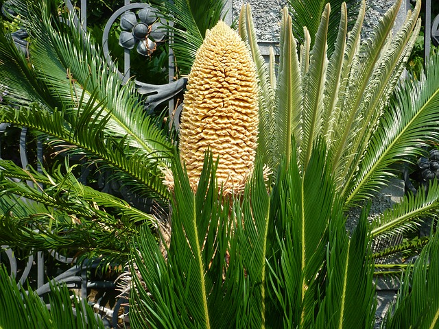 květ palmy